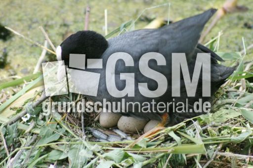 Blässhuhn-4 029.jpg